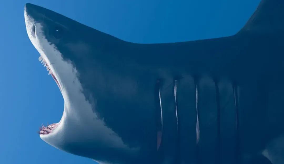 thumbnail - Siêu cá mập Megalodon có thể diệt gọn 1 con cá voi sát thủ dài 8 mét chỉ bằng vài cú đớp