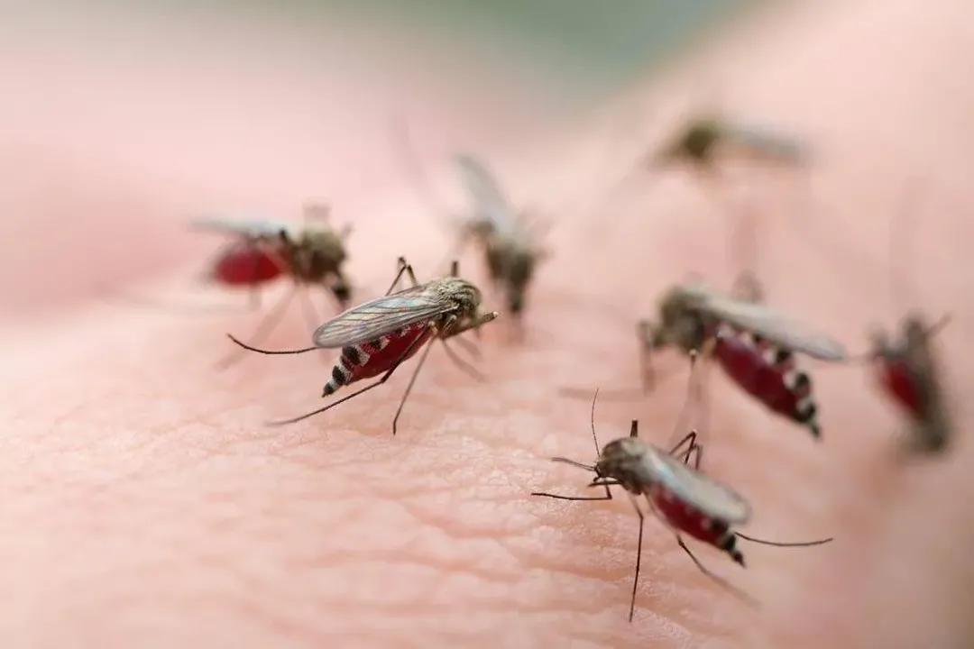 Ngạc nhiên chưa: Muỗi là loài động vật gây ra nhiều cái chết nhất trên Trái đất