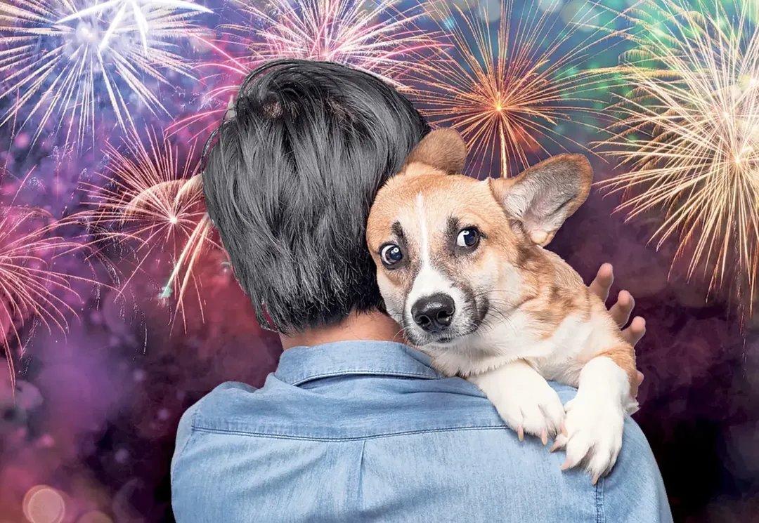 Tại sao một số giống chó lại sợ pháo hoa hơn bình thường
