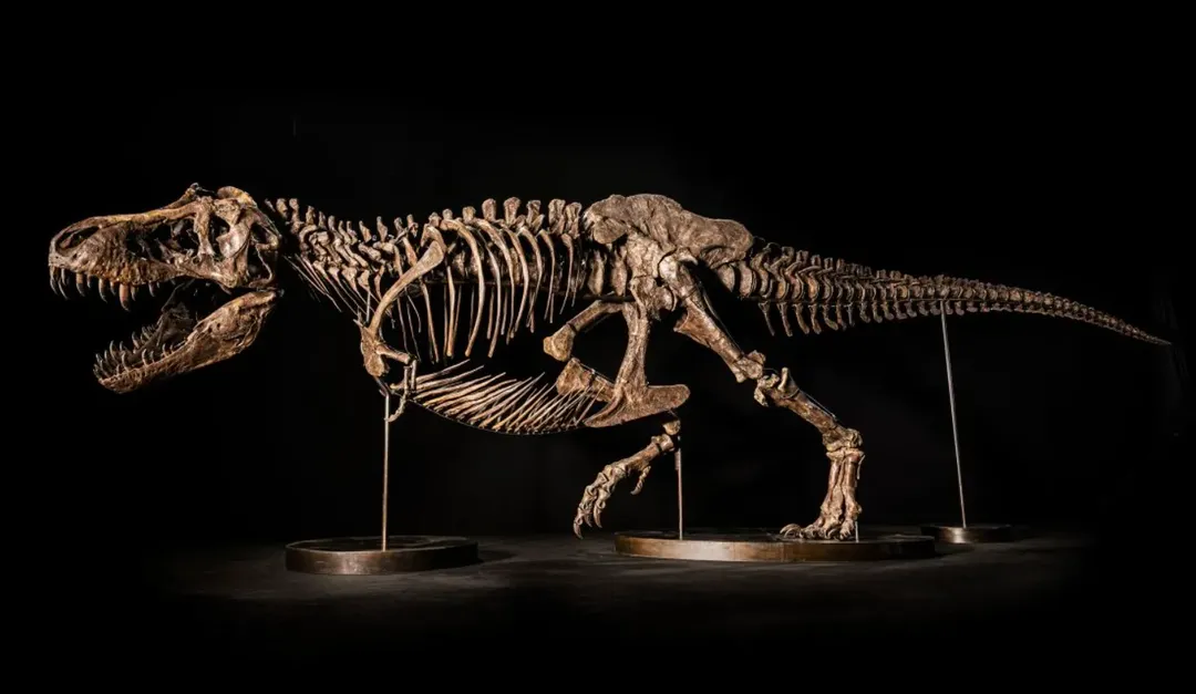Giới khoa học ủ ê rầu rĩ vì bộ xương khủng long bạo chúa đem bán đấu giá có thể thu về 25 triệu USD