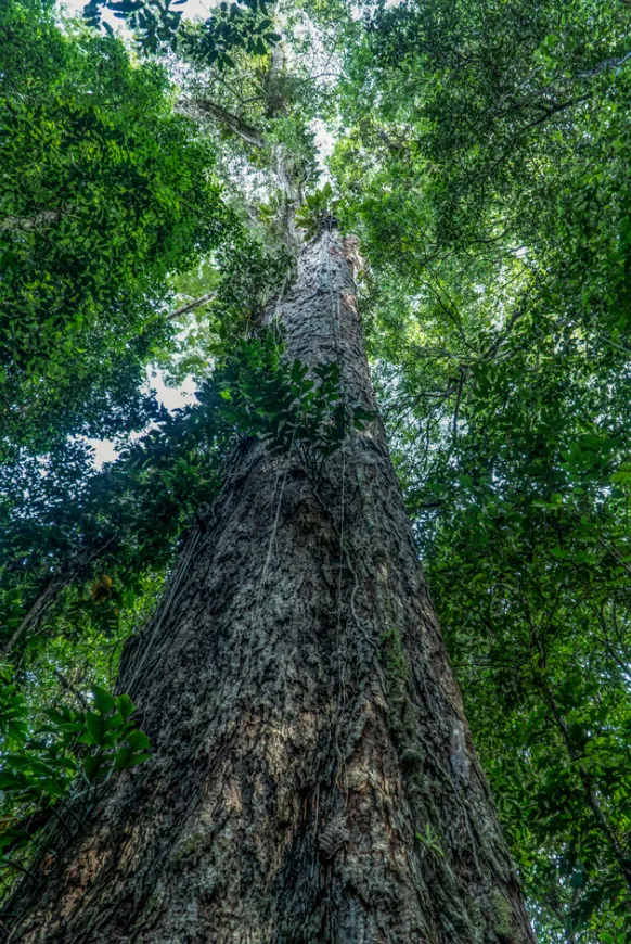 Phải mất 3 năm người ta mới chạm được vào cây cao nhất rừng Amazon, cao bằng tòa nhà 25 tầng