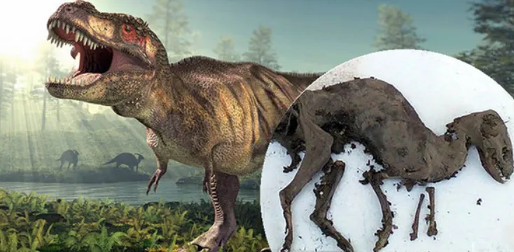 Khủng long cũng tồn tại “xác ướp”! Những phát hiện thú vị về cách bảo quản xác khủng long