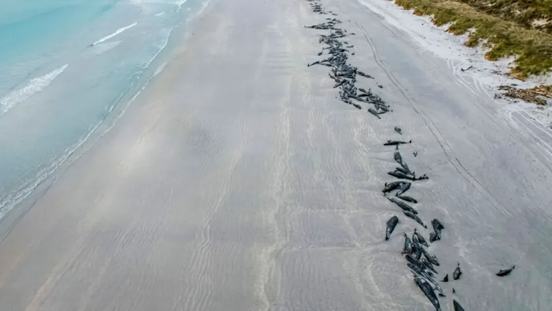thumbnail - Xót xa cảnh tượng bãi biển ngập tràn gần 500 xác chết cá voi hoa tiêu