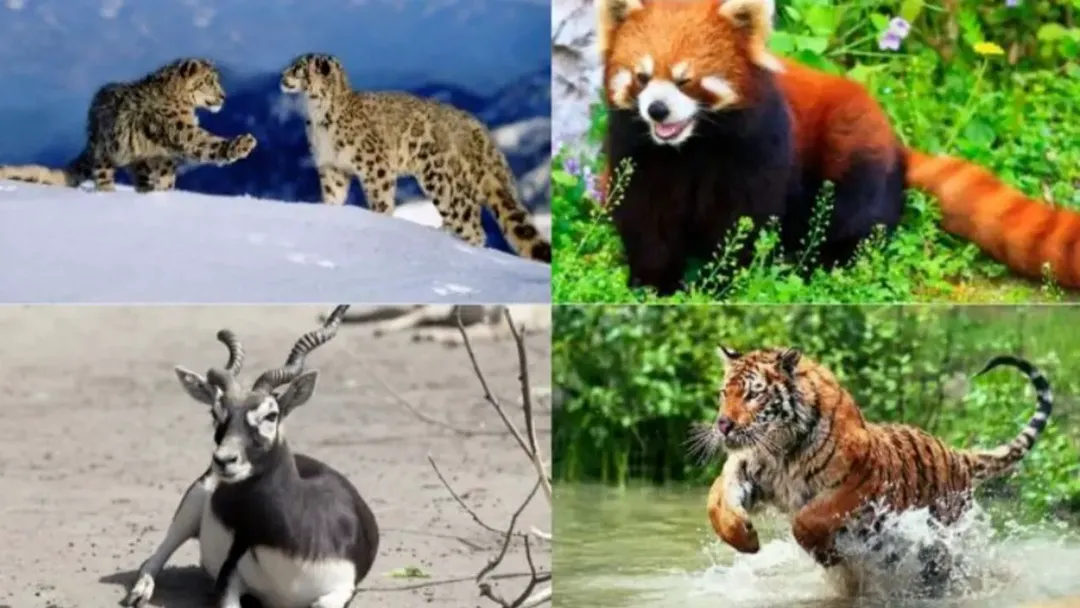 thumbnail - Nửa thế kỷ và 2/3 số quần thể động vật hoãng dã đã biến mất - chưa bao giờ 1 loài tuyệt chủng lại nhanh đến vậy!