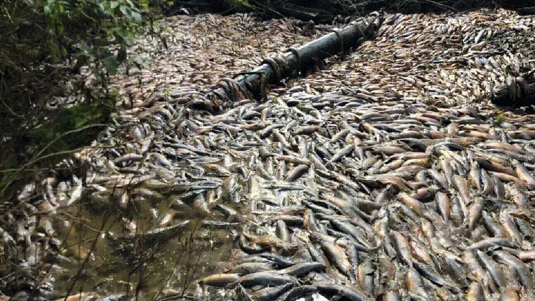 thumbnail - Hạn hán nghiêm trọng giết chết hơn 65.000 con cá hồi, khiến loài cá này chết khi chưa kịp đẻ trứng