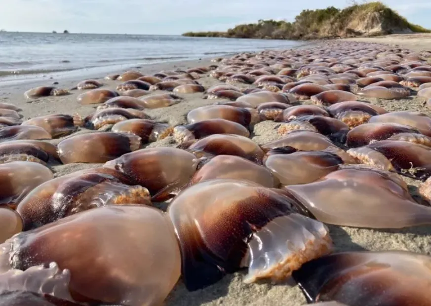 Hàng ngàn con sứa tràn vào bờ biển tạo nên cảnh tượng chưa từng có