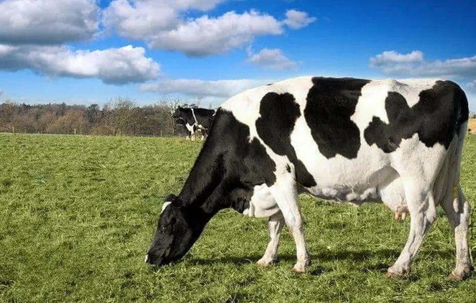 Thử nghiệm cho bò sữa tiêu thụ cần sa và cái kết