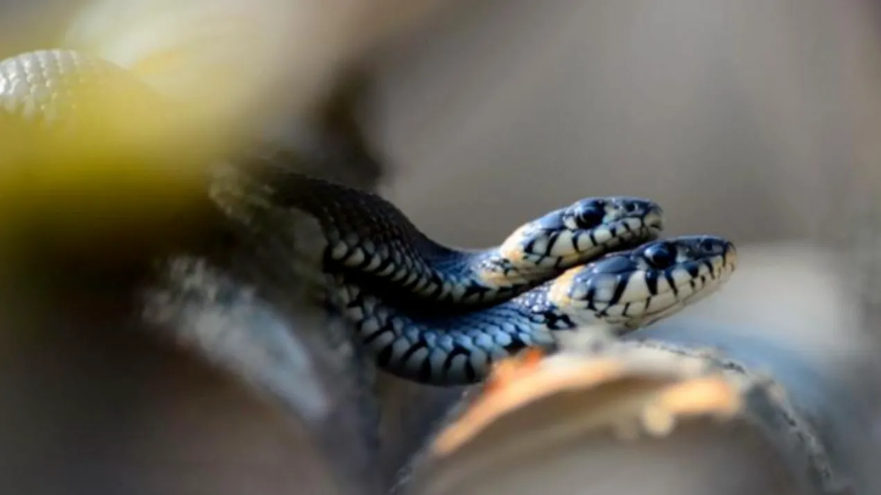 Bộ phận sinh dục của rắn cái nằm ở vị trí nào trong cơ thể của nó?
