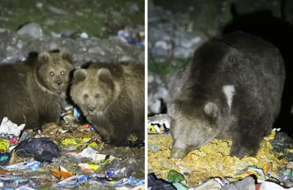 Gấu nâu đang cực kì nguy cấp, phải bới rác kiếm ăn, ăn luôn cả túi nhựa, giấy gói,...