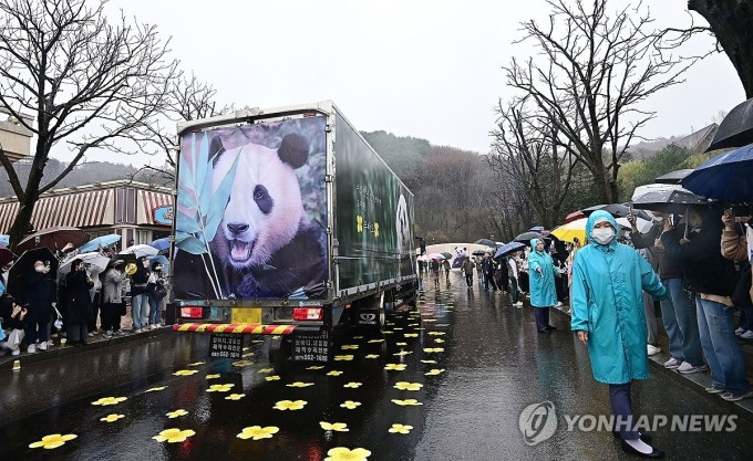 Hàng nghìn người Hàn đội mưa, rơi nước mắt chia tay gấu trúc Fu Bao