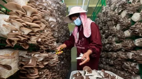 Công nghệ nông nghiệp như thế nào? Tham khảo chuyện làm giàu ở một làng trồng chanh dây, làm nấm