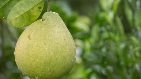 4 nhóm người nên hạn chế ăn bưởi
