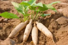 Người Mỹ tránh xa “loại cây trồng độc hại nhất”, nhưng Việt Nam là món ăn rất ngon