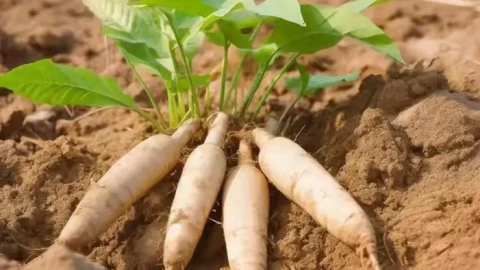 Người Mỹ tránh xa “loại cây trồng độc hại nhất”, nhưng Việt Nam là món ăn rất ngon
