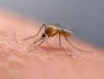 Quốc gia này choáng váng vì lần đầu tiên phát hiện 3 con muỗi!
