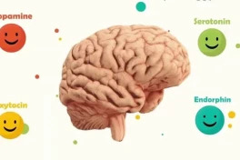 Yêu vào cái là mụ mị cả đầu óc, vậy chuyện gì thực sự xảy ra với bộ não khi yêu?