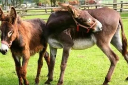 Bí mật ẩn giấu hàng trăm năm: Vì sao con la “đứa con lai hoàn hảo” của ngựa và lừa lại không thể sinh sản?