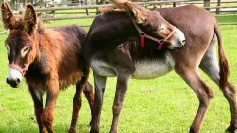 Bí mật ẩn giấu hàng trăm năm: Vì sao con la “đứa con lai hoàn hảo” của ngựa và lừa lại không thể sinh sản?