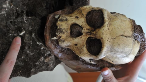 Bộ xương 4,4 triệu năm tuổi hé lộ cách con người học đi bằng hai chân