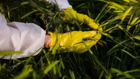 Trung Quốc lo ngại bị gián điệp đánh cắp dữ liệu di truyền nông nghiệp