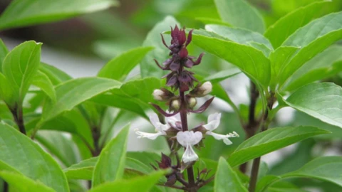 4 lý do nên ăn lá húng quế khi thời tiết lạnh