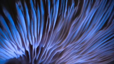 Máy tính làm từ nấm: bước đột phá kỳ lạ nhưng có thật