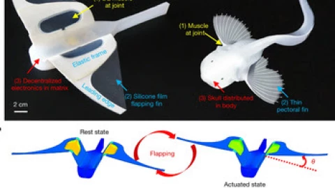 Pháp sư Trung Quốc có thể làm robot bơi nhanh như cá