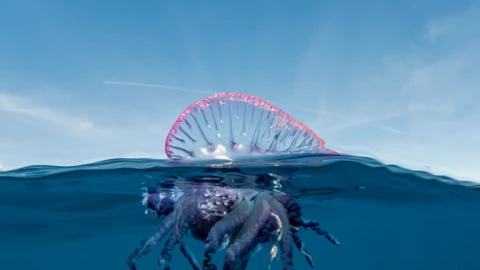 Sinh vật này nổi tiếng là cực kỳ nguy hiểm. Các nhà khoa học cho rằng nó đang lây lan