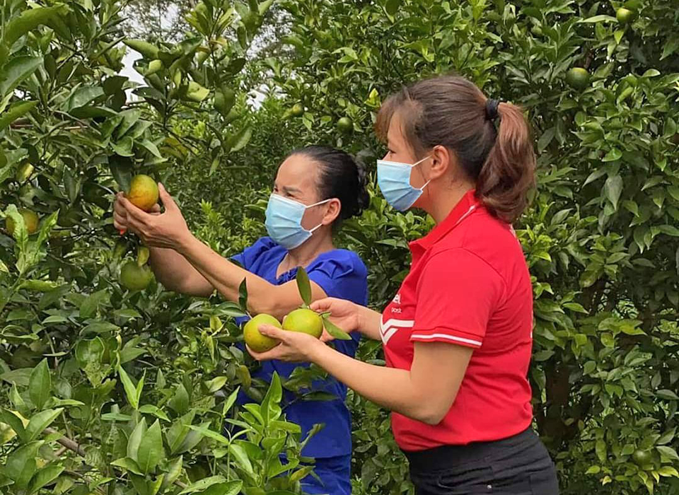 Cam Cao Phong lên sàn thương mại điện tử