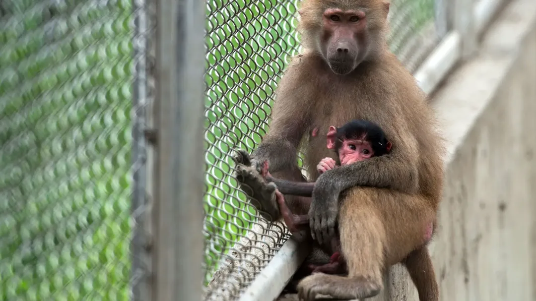 thumbnail - Chủng virus đậu mùa khỉ đang lây lan toàn cầu có 47 đột biến mới