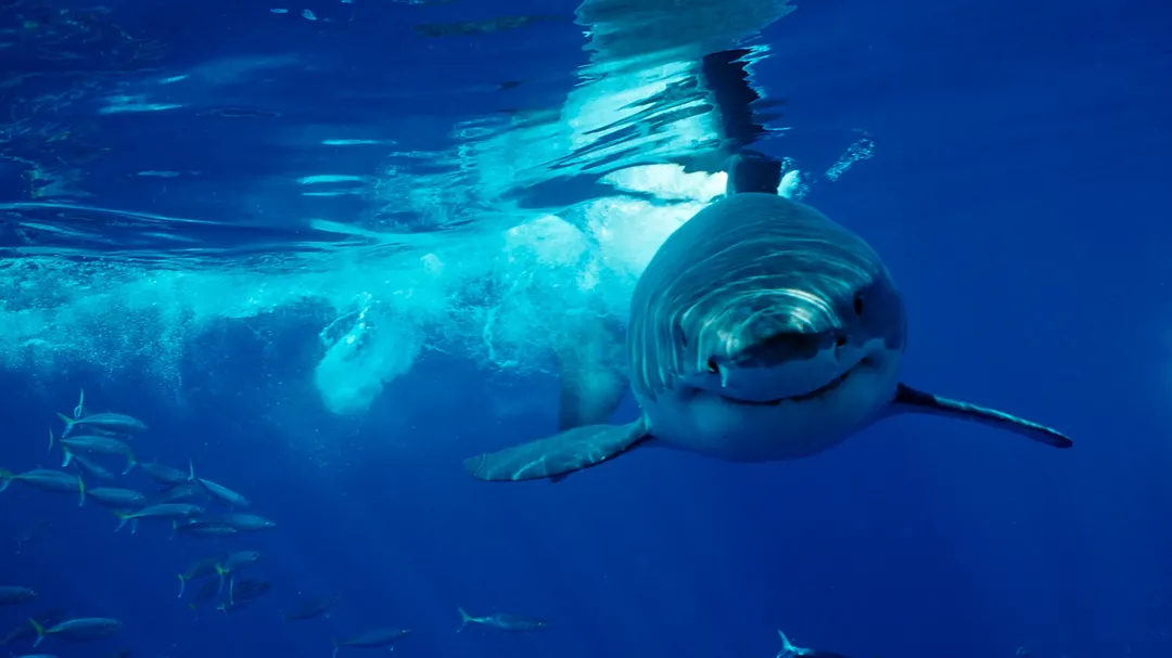 thumbnail - Shock trước video cá mập trắng bị xẻ thịt, thủ phạm là loài cá đáng sợ nhất đại dương