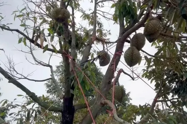 Sểnh ra là mất: Cảnh sát Thái Lan lần đầu tung lực lượng phòng chống... trộm sầu riêng