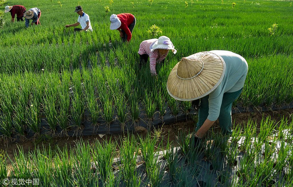 Trung Quốc lo lắng an ninh lương thực không đảm bảo khi mất mùa, thời tiết khắc nghiệt