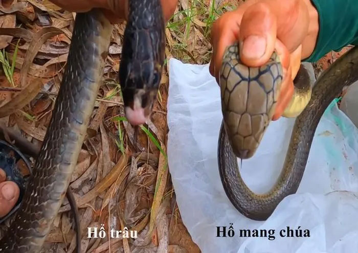 Cách phân biệt rắn hổ mang chúa, hổ mang thường và hổ trâu