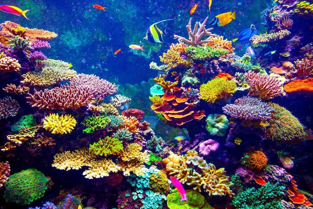 Các rạn san hô toàn cầu đang bị đe dọa chưa từng có