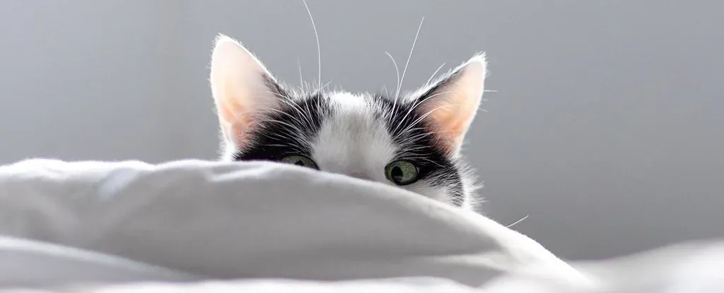 thumbnail - Mèo liên tục quấy rầy giấc ngủ của chủ, làm thế nào để khắc phục?