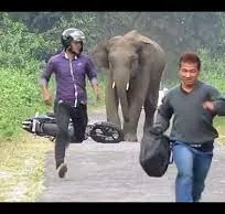 thumbnail - Xuất hiện tình trạng voi tấn công người do biến đổi khí hậu