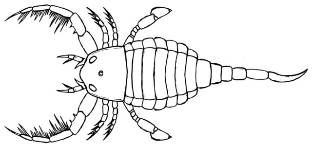 Bọ cạp biển: Bọ cạp biển là một trong những sinh vật đặc biệt và vô cùng đẹp mắt. Hãy xem hình ảnh về loài bọ cạp biển để thấy sự tuyệt vời của vùng biển.