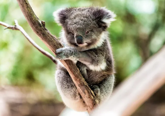 Gấu túi Koala ở Úc được liệt vào danh sách động vật có nguy cơ tuyệt chủng