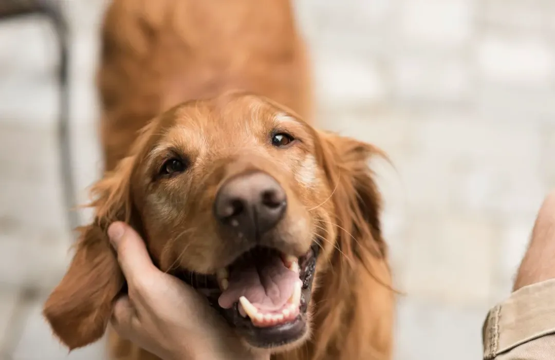 Loài chó có thể xác định “chủ, người quen” qua giọng nói