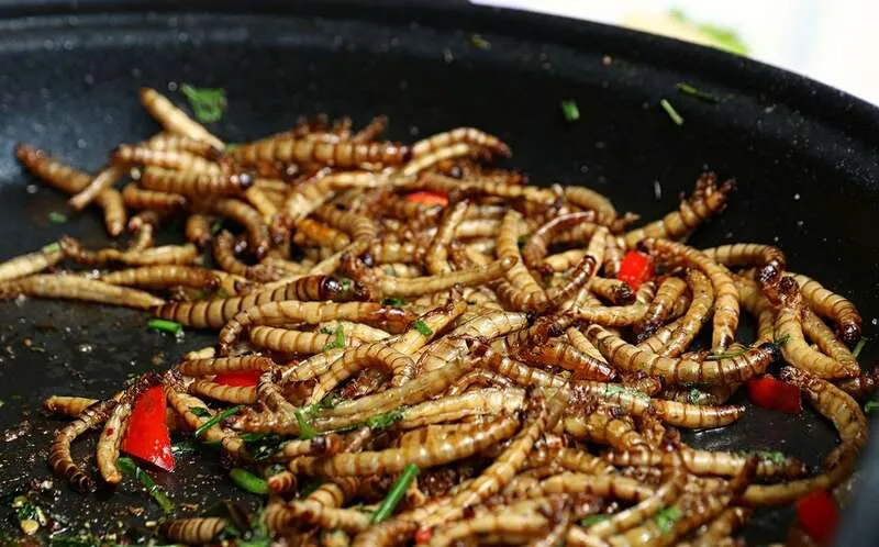 Ăn sâu bọ có thể giúp ích cho môi trường hơn chúng ta tưởng