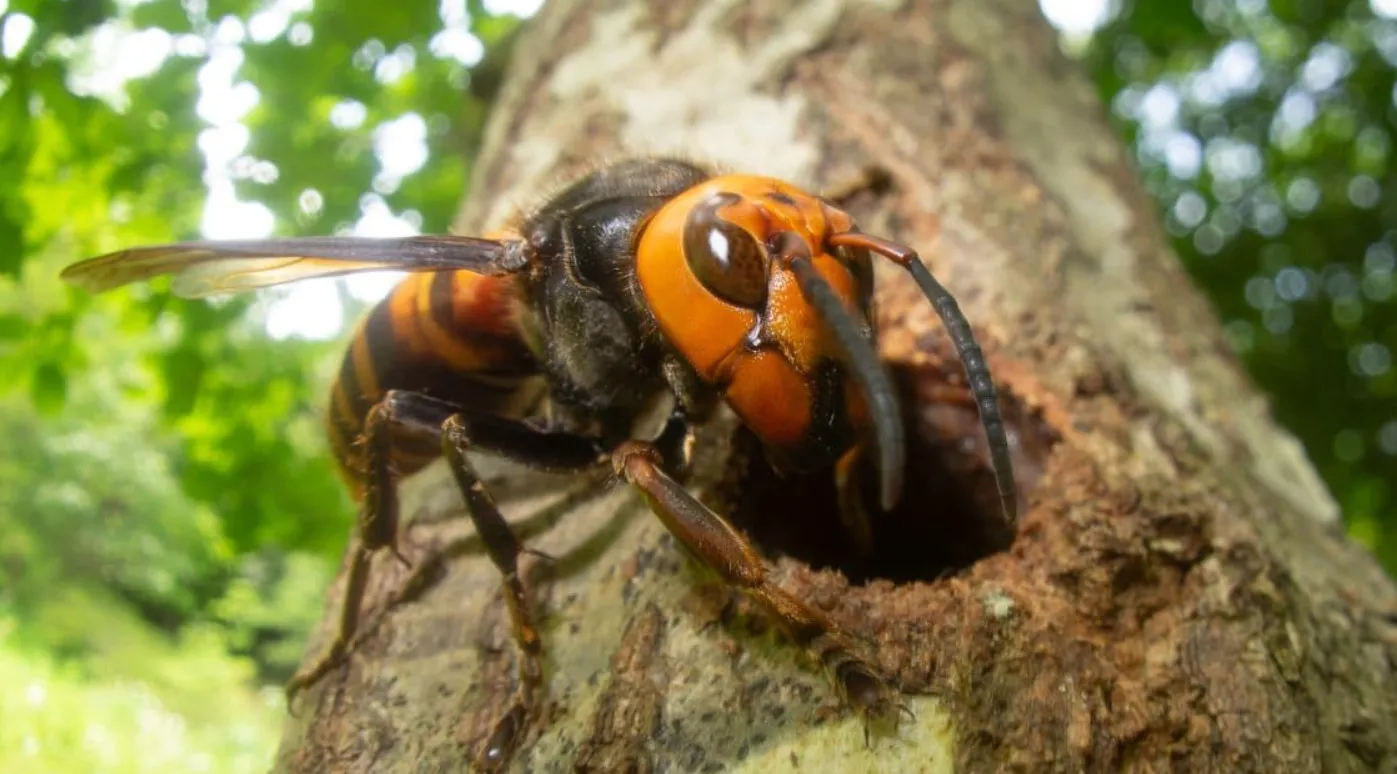 Dĩ độc trị độc: tiêu diệt ong bắp cày bằng chính hoạt chất chúng ...