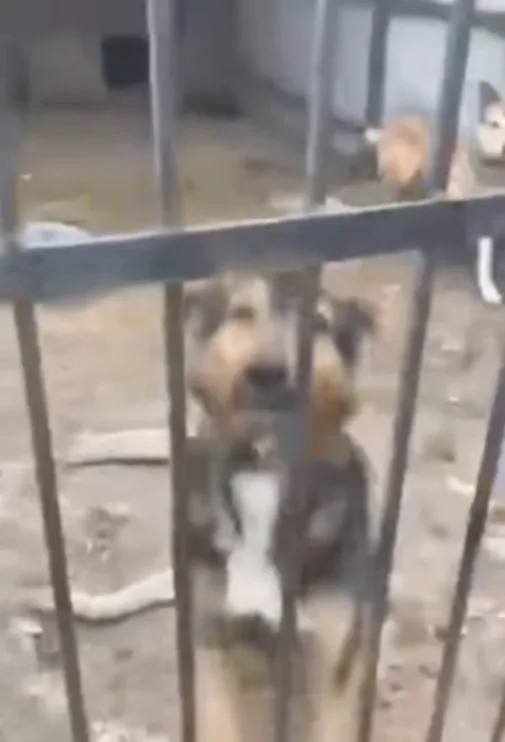 Hơn 300 con chó chết vì đói khát trong hầm trú ẩn ở Ukraine