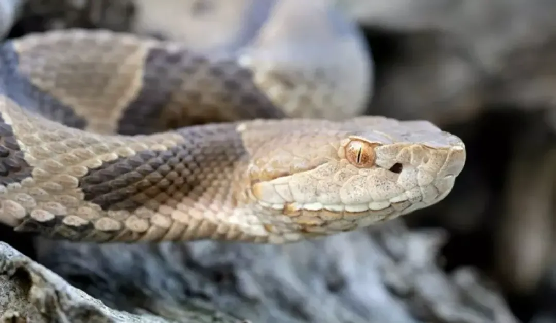 thumbnail - Hậu quả khi bị loài rắn độc nhất thế giới cắn trúng