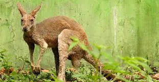 thumbnail - Lý do chuột túi nước Úc xuất hiện ở Ấn Độ xa xôi - con người vẫn là thủ phạm chính