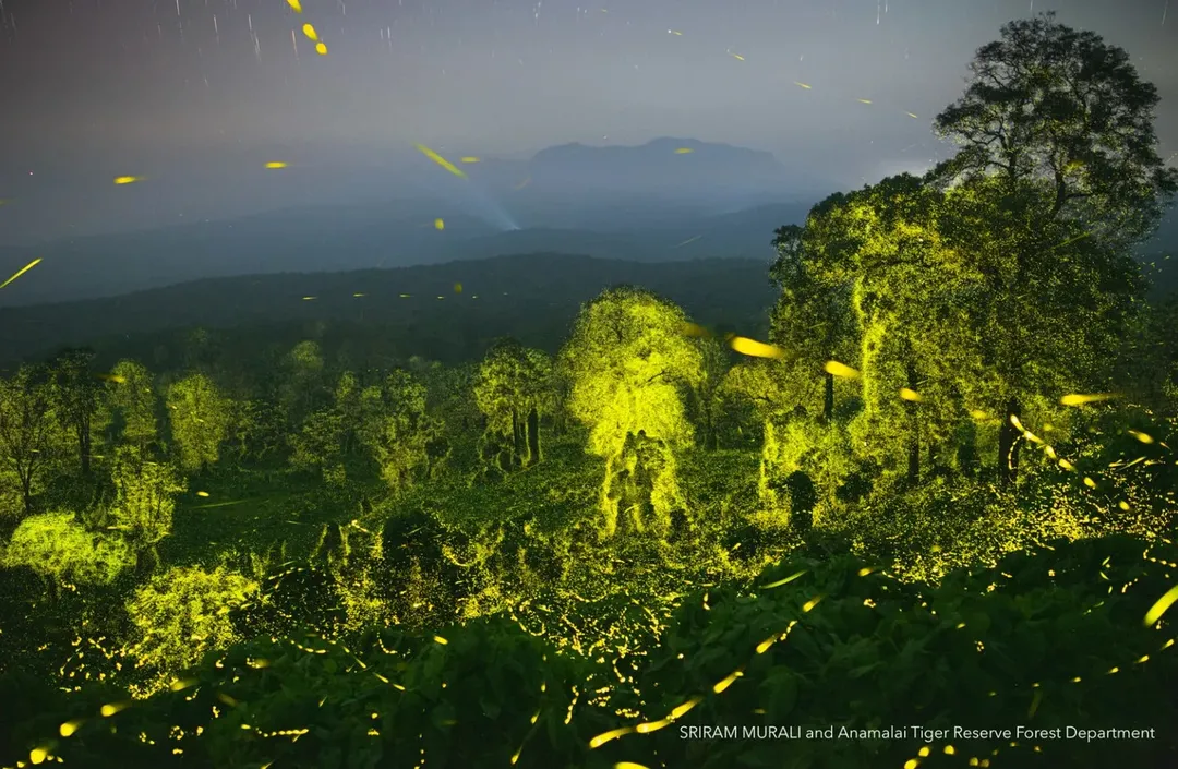 thumbnail - Chiêm ngưỡng hàng tỷ con đóm đóm thắp sáng cả một khu rừng