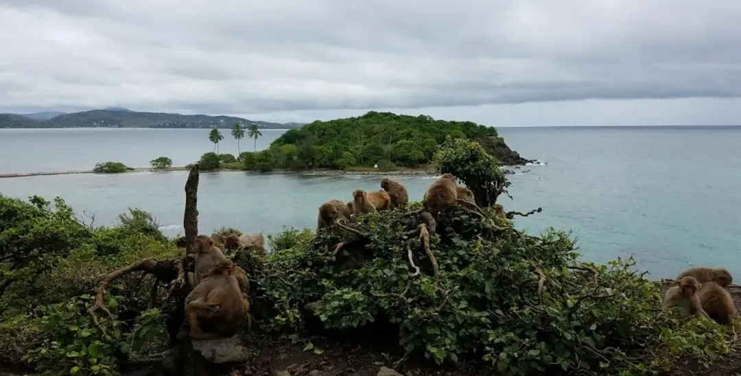 Hoa Quả Sơn ngoài đời thực: Đảo Khỉ ở Puerto Rico này là "thiên đường" của hơn 1.500 con khỉ