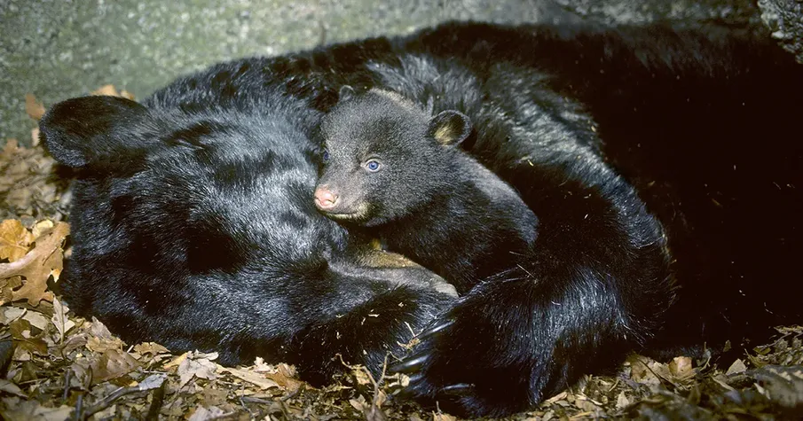 Giấc ngủ đông của loài gấu mở ra cơ hội để chữa trị cho bệnh nhân bị alzheimer