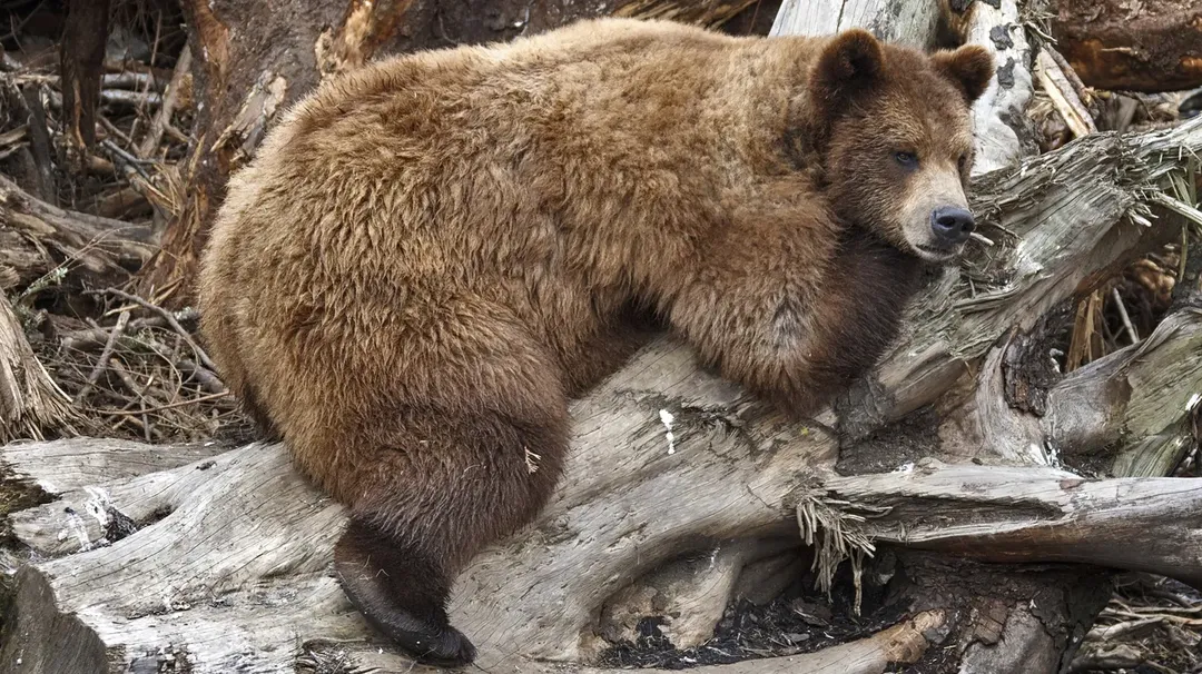Giấc ngủ đông loài gấu mở ra cơ hội chữa trị cho bệnh nhân Alzheimer