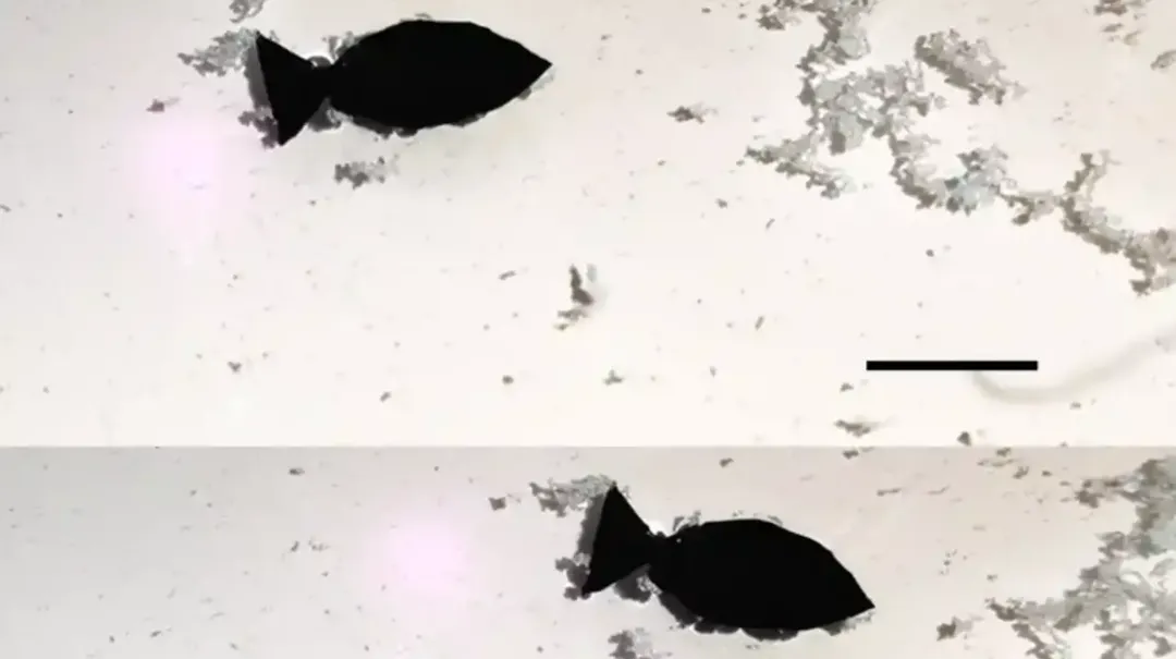 thumbnail - Sáng tạo cá rô-bốt sinh học siêu nhỏ để loại bỏ vi nhựa trong nước